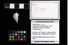 Foto (Objekt + Etikett) von Goniodromites bidentatus (Reuss, 1858)  (NHMW-GEO-2014-0194-0195)